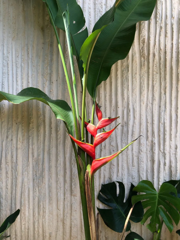 極簡避世豪宅,養老的完美之選 極簡避世豪宅,養老的完美之選