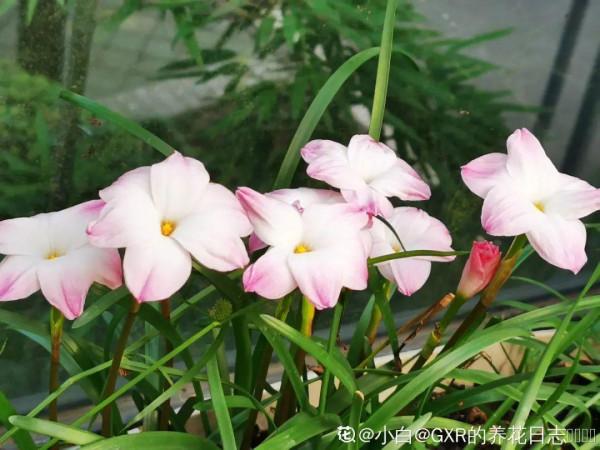 30℃高溫，“胖麗麗”丟院子裡，照樣開不停，真堅強