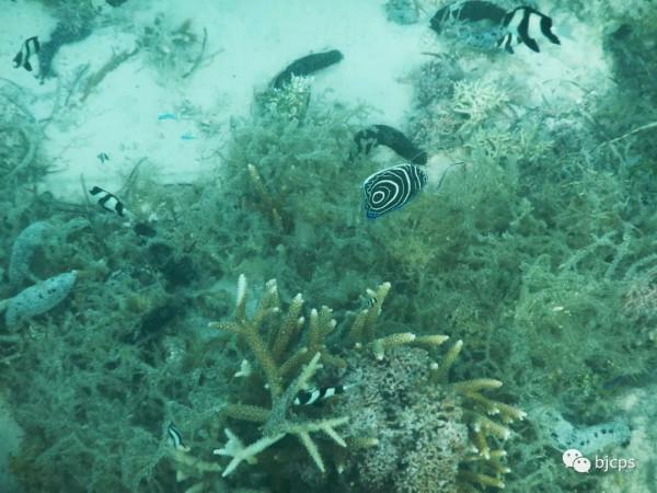 塞班島:為什麼美國唯一把這塊國土對中國人免籤? 塞班島:為什麼美國唯一把這塊國土對中國人免籤?