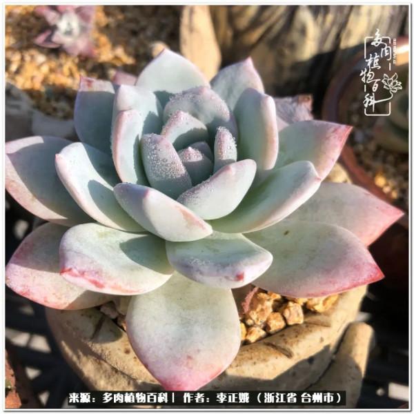 我的多肉，我的小世界