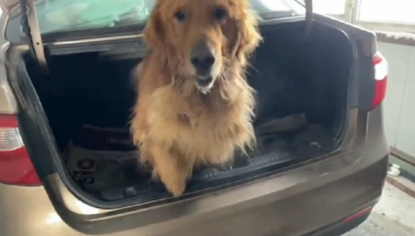 黑龍江：主人外出金毛關豬圈，兩天沒進食的狗狗苦苦哀求卻無人管