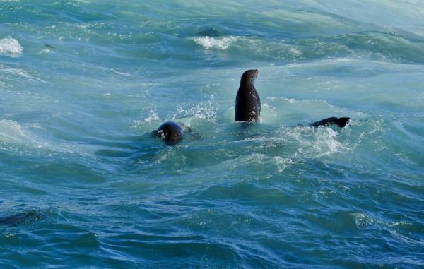 在我當船員的歲月裡,我養大了一隻海豹,儘管不捨也放它迴歸大海 在我當船員的歲月裡,我養大了一隻海豹,儘管不捨也放它迴歸大海