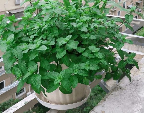 9種“健康花”，能吃能泡茶，客廳養一盆，清潔空氣，吉利大氣