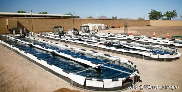 減碳養藻？汙水廠碳中和轉型新出路