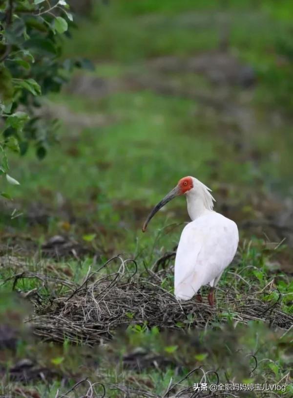 分享——35種罕見的鳥類