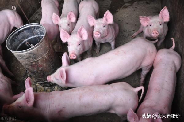 多地上漲!2021.11.10 生豬價格查詢 多地上漲!2021.11.10 生豬價格查詢