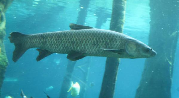 總結釣青魚·草魚的幾種方法