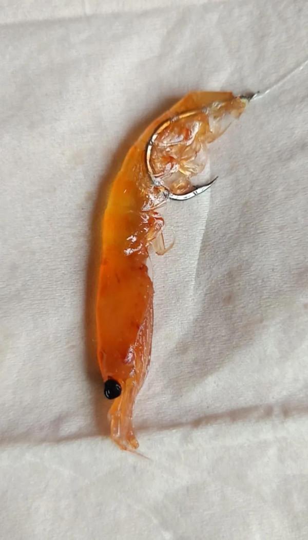 釣餌/南極蝦—用餌技巧分析