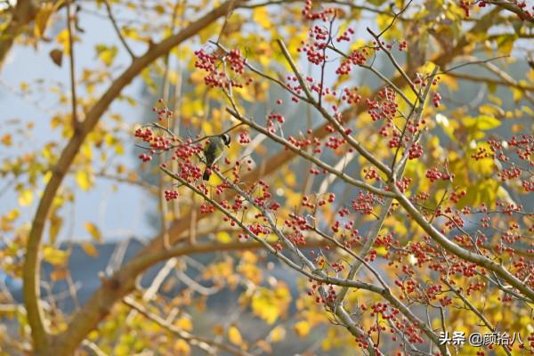 鳥兒們過冬必備 - 紅透整個冬日的迷你山楂果 |園丁