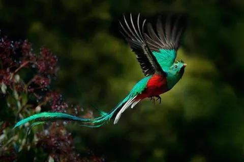 分享圖片：比鳳凰還美麗的鳥三十多款