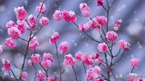 毛澤東的詠梅詞,洞察世事,梅花不懼嚴寒,抱雪盛開 毛澤東的詠梅詞,洞察世事,梅花不懼嚴寒,抱雪盛開