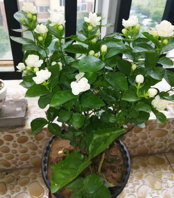 這“4種”花最常見，卻被人忽視，若能回家養1盆，身體會更強壯