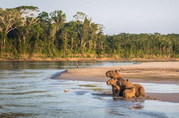 水豚如何在亞馬遜雨林中生存? 水豚如何在亞馬遜雨林中生存?