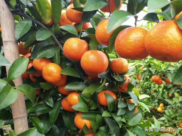 買橘子，哪個品種最好吃？這10個種類比較常見，看看你吃過哪個？