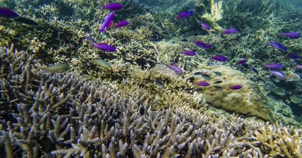 馬來西亞的巴沙島