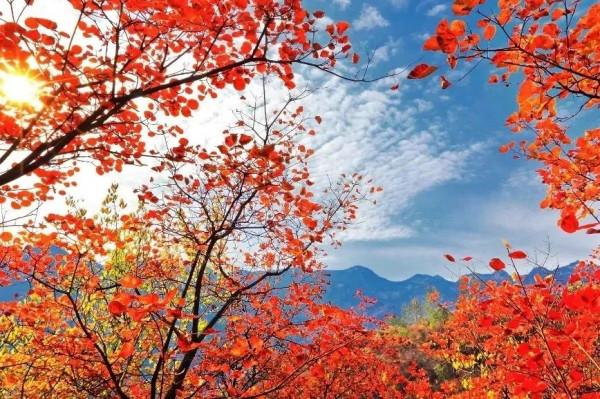 賞漫山彩葉,看雲騰山浮,房山最“紅”賞秋打卡地推薦,比香山更美!(上) 賞漫山彩葉,看雲騰山浮,房山最“紅”賞秋打卡地推薦,比香山更美!(上)