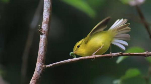 海南冬季拍鳥忙 海南冬季拍鳥忙