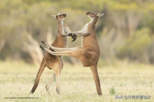 花落誰家？2021 年最有趣的野生動物照片揭秘