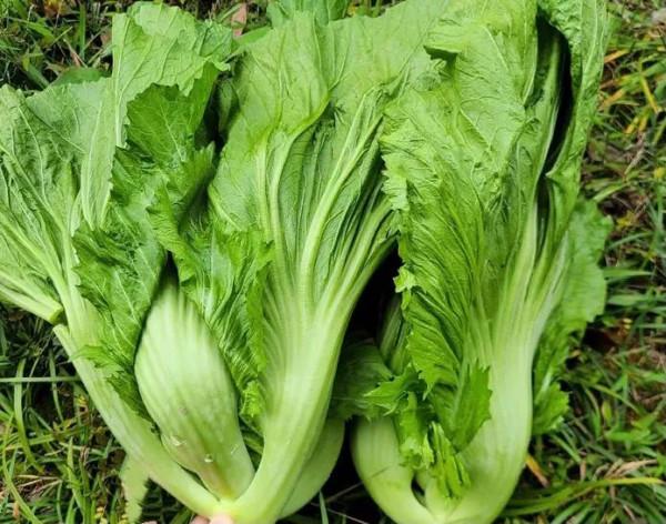 天冷，80歲奶奶最喜歡用臘肉這樣做，軟糯鮮香有營養，好吃還不貴