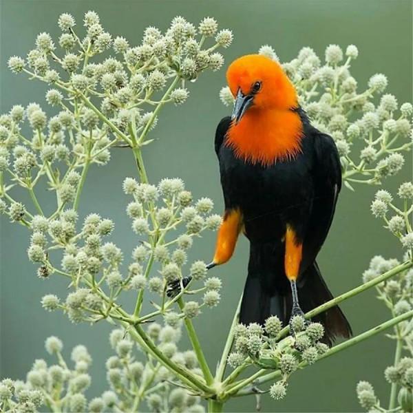 看！這些鳥兒像&hellip;&hellip;