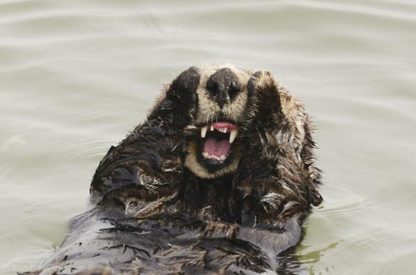 不止是一隻海獺