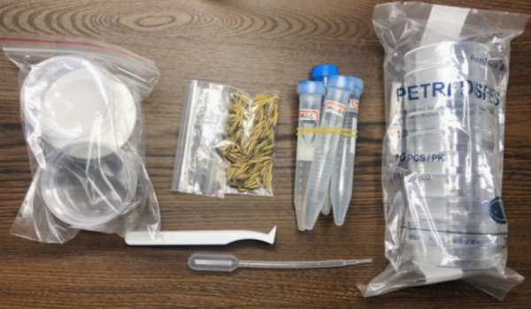 通用技術作品報告書：適宜濃度的植物生長素配置_匯景研究性學習