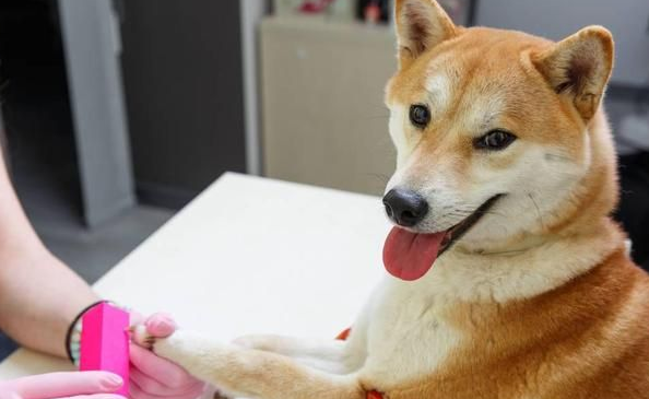 科學長肉:柴犬太瘦了,有哪些“增肥”方法? 科學長肉:柴犬太瘦了,有哪些“增肥”方法?