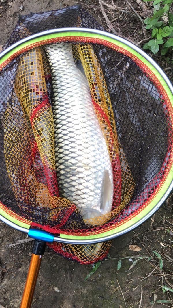 還未下竿就獲貼心大哥送羅非,庫釣及時請教又獲巨型白條 還未下竿就獲貼心大哥送羅非,庫釣及時請教又獲巨型白條