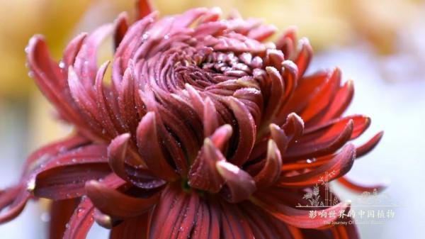 就算週末只放一天假，我也要刷完這5部片