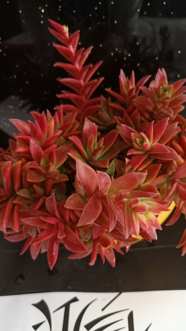 鄰居家的多肉顏色紅得像火,特意去討教,2招便可掌握上色技巧 鄰居家的多肉顏色紅得像火,特意去討教,2招便可掌握上色技巧