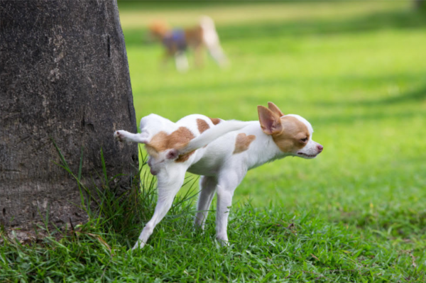 狗狗一見面,為什麼會先“聞屁股”?科學研究這是彼此交流的方式 狗狗一見面,為什麼會先“聞屁股”?科學研究這是彼此交流的方式