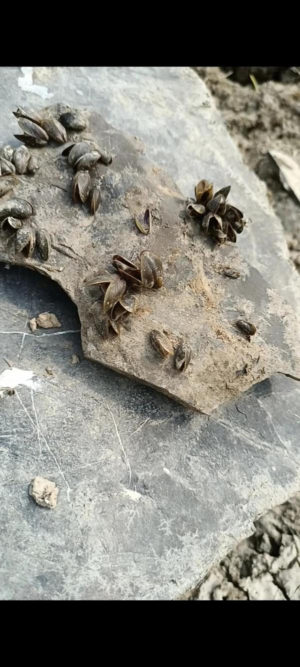 枯水期,鄱陽湖裡的顯露出許多寶貝。今與閨友一起逛得不亦樂乎 枯水期,鄱陽湖裡的顯露出許多寶貝。今與閨友一起逛得不亦樂乎