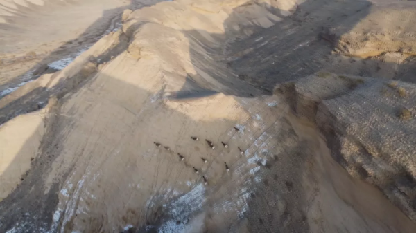 13只北山羊現身霍拉山 奔跑覓食 13只北山羊現身霍拉山 奔跑覓食