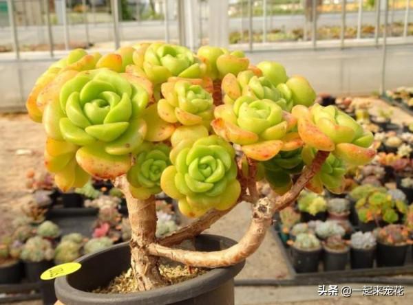 盤點5款“香香多肉”，好養好看顏值高，擺在陽臺香氣飄飄