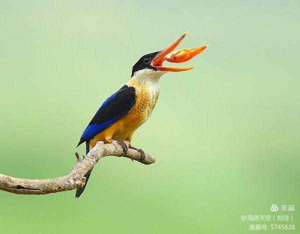 自然界中最美的鳥兒之一藍翡翠