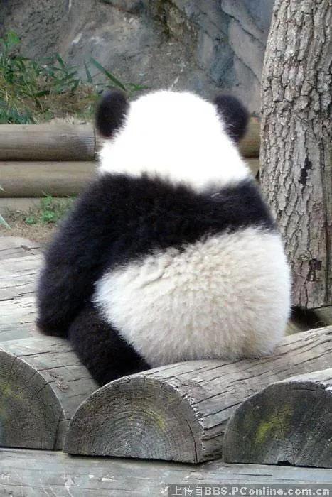 分享—大熊貓