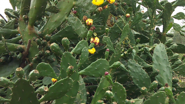 能吃的仙人掌你見過嗎？煮水喝能行氣活血，不僅僅是觀賞