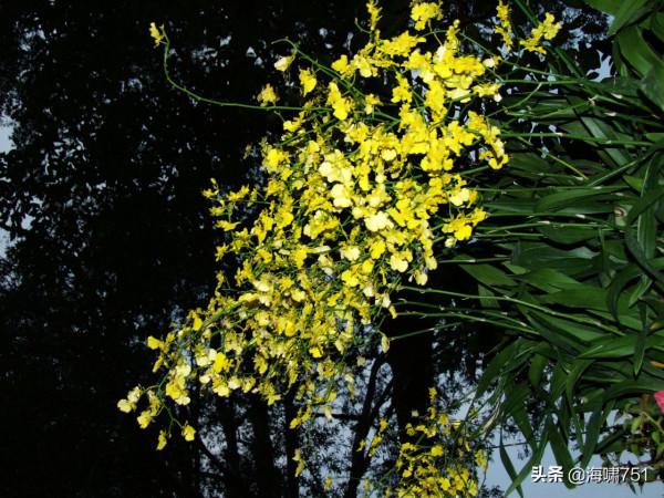 花中極品蝴蝶蘭 花中極品蝴蝶蘭