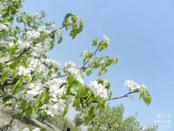 鐵兵遊記｜永定河畔萬畝梨花香雪海