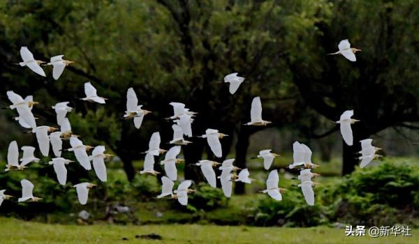 新華全媒+|這裡,是西藏林芝 新華全媒+|這裡,是西藏林芝
