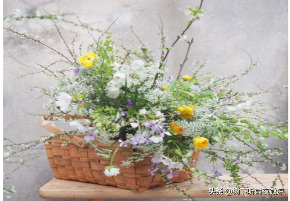 翠扇---養護方法及花藝使用