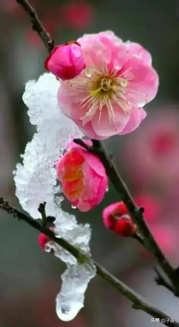 七律 十里桃花酒