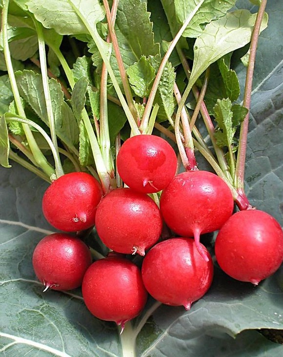 5種“蔬菜”不怕冷,陽臺種一盆,0度凍不死,吃一茬冒一茬 5種“蔬菜”不怕冷,陽臺種一盆,0度凍不死,吃一茬冒一茬