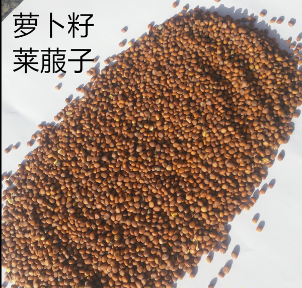 淺談“蘿蔔”的藥用價值