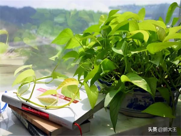 盤點幾種懶人花卉，不論在什麼樣的環境下，都可以很好的生長