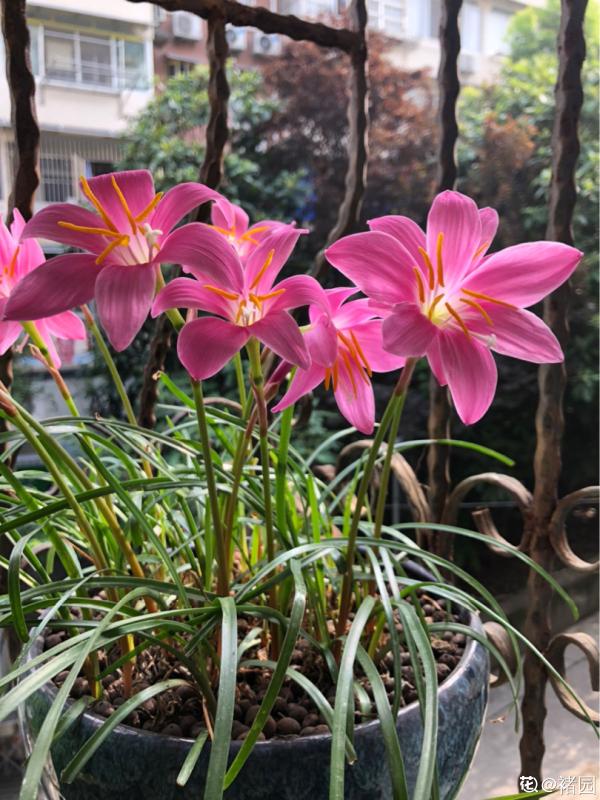 啥植物能抗住下雨天?當屬風雨蘭,暴雨也能勇敢闖 啥植物能抗住下雨天?當屬風雨蘭,暴雨也能勇敢闖