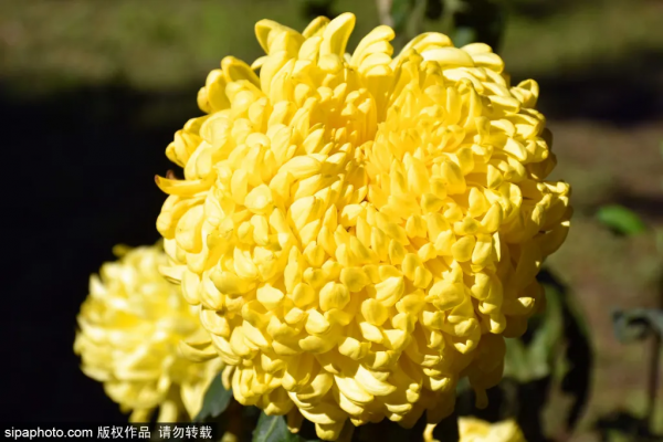 美爆了！這個寶藏公園藏著一大片花海，還有紅葉、銀杏！