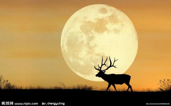 藏羚羊，好可愛