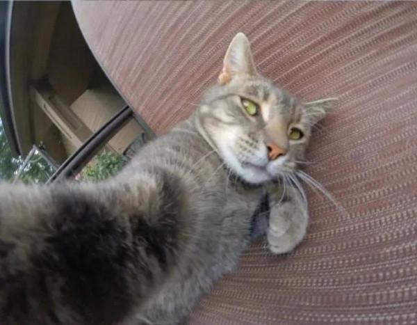 一隻愛自拍的貓貓 一隻愛自拍的貓貓