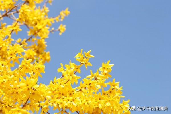 花開葉落，葉落花開，白羊座